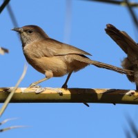 Fulvous Babbler